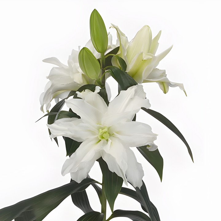 Лилия восточная махровая Roselily Петронелла, 12/14, 1 шт.