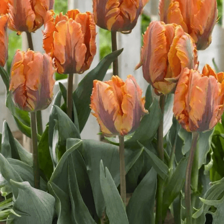 Тюльпан попугайный Принцесса Ирен Пэррот, 11/12, 1 шт.