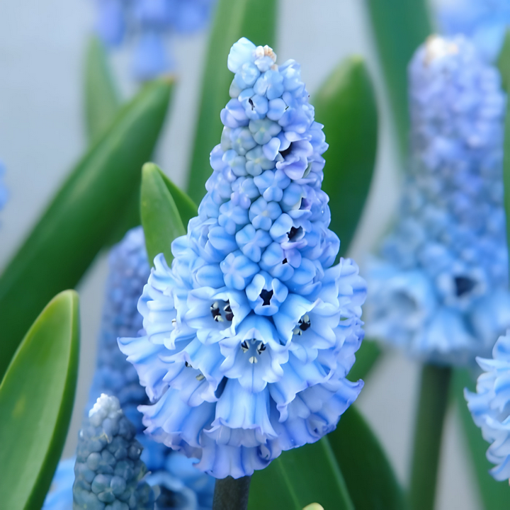 Мускари Азуреум, 8/9, 1 шт.