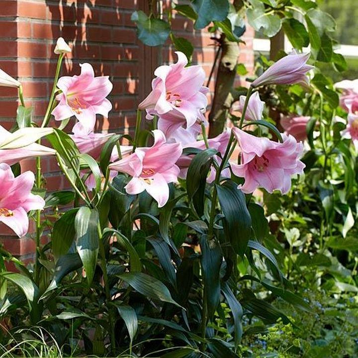 Лилия ЛО-гибрид Беллсонг, 12/14, 1 шт.