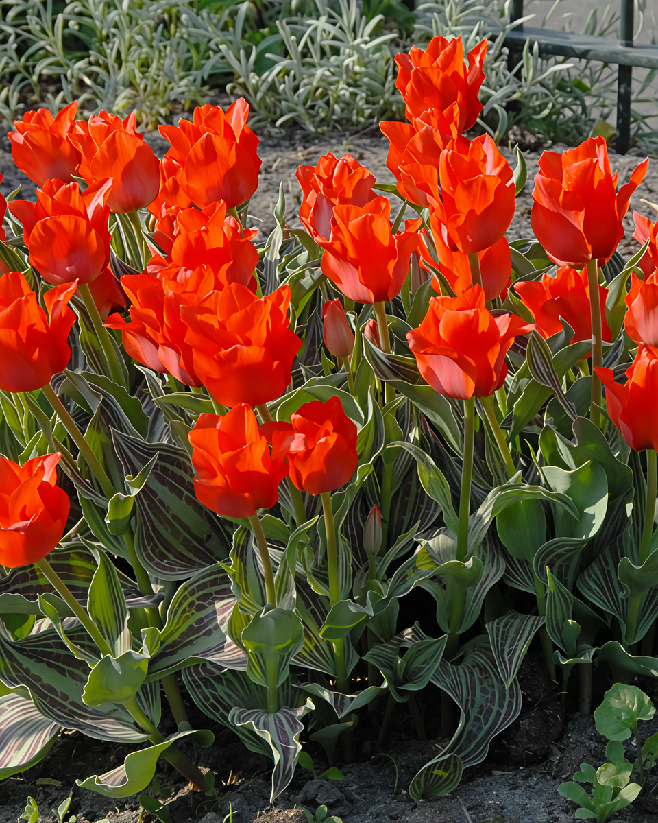 Тюльпан грейга Дабл Ред Ридинг Худ, 11/12, 1 шт.