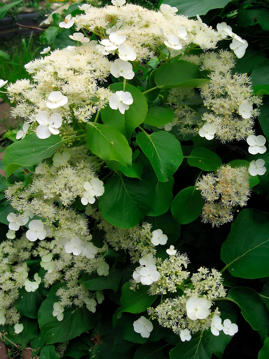 Гортензия черешковая Петиоларис