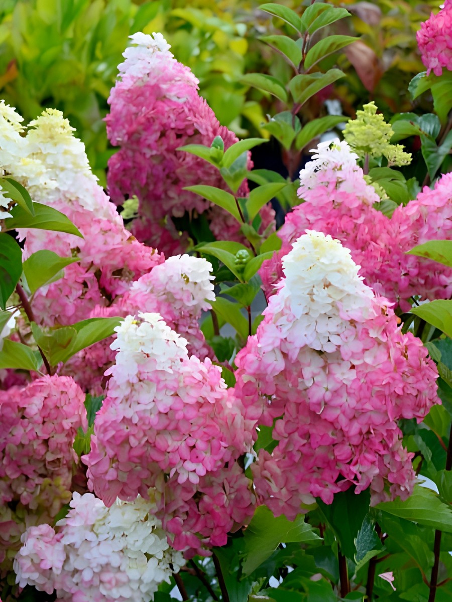 Гортензия метельчатая Фрайз Мелба