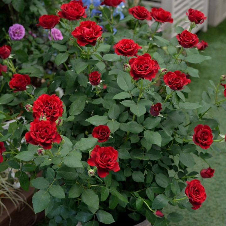 Роза чайно-гибридная Хоммаж Барбара