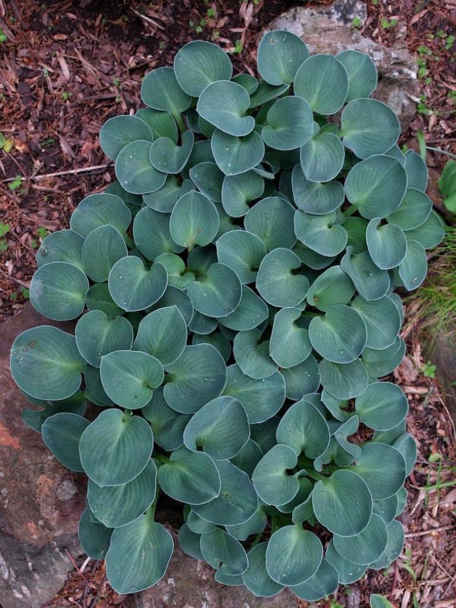 Хоста Блю Маус Иэрс, 1 шт.