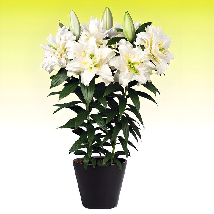 Лилия восточная махровая Roselily Зита, 1 шт.