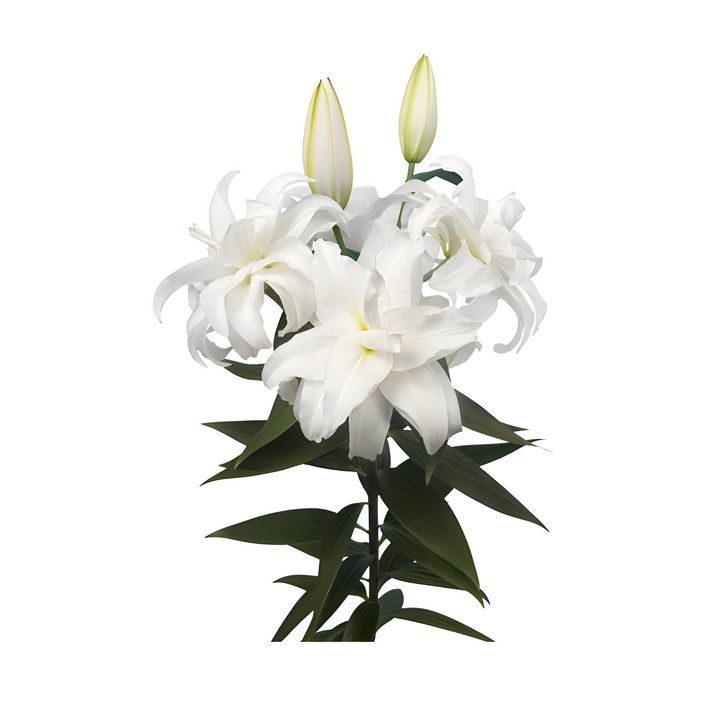 Лилия восточная махровая Roselily Самуэла, 12/14, 1 шт.