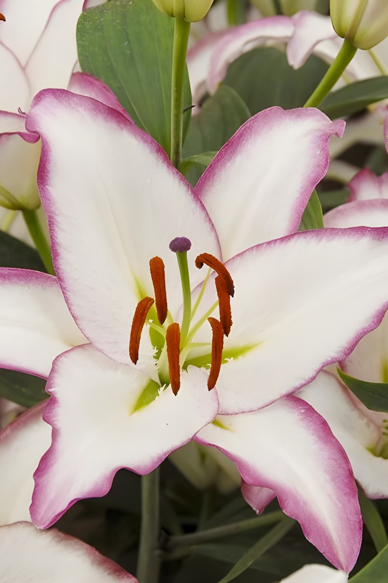 Лилия восточная Хотлайн, 16/18, для выгонки, 1 шт.