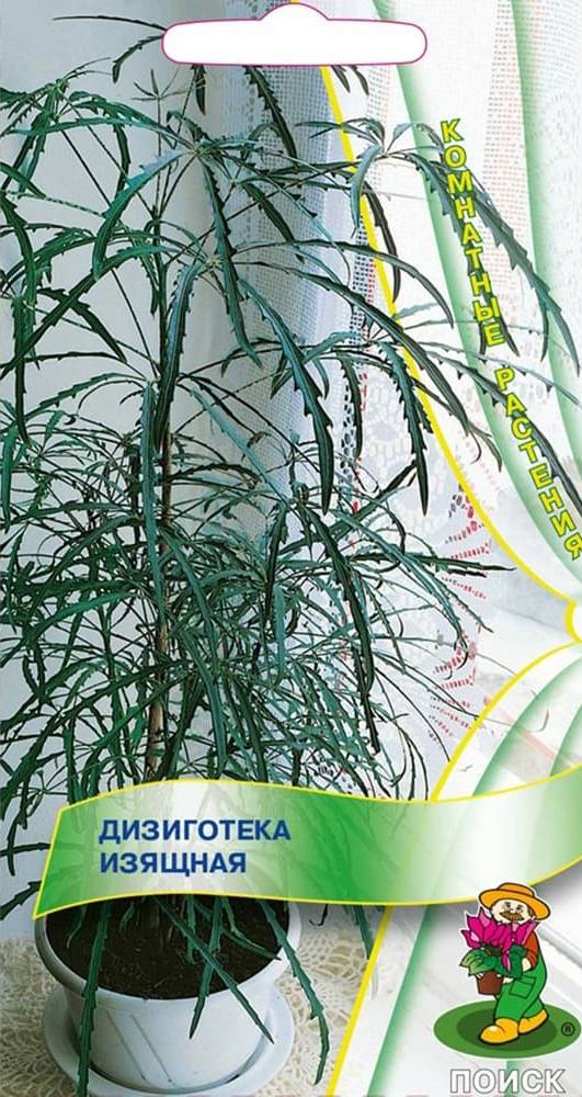 Дизиготека изящная, 5 шт. Комнатные растения