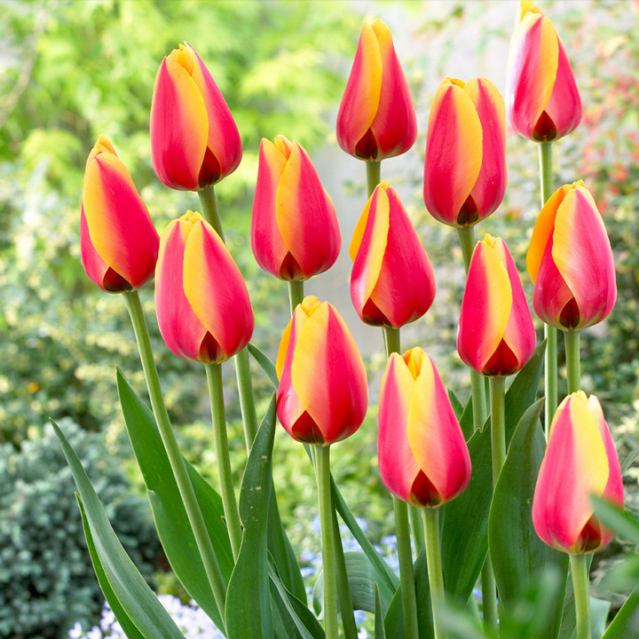 Тюльпан дарвинов гибрид Уорлд Пис, 11/12, 1 шт.