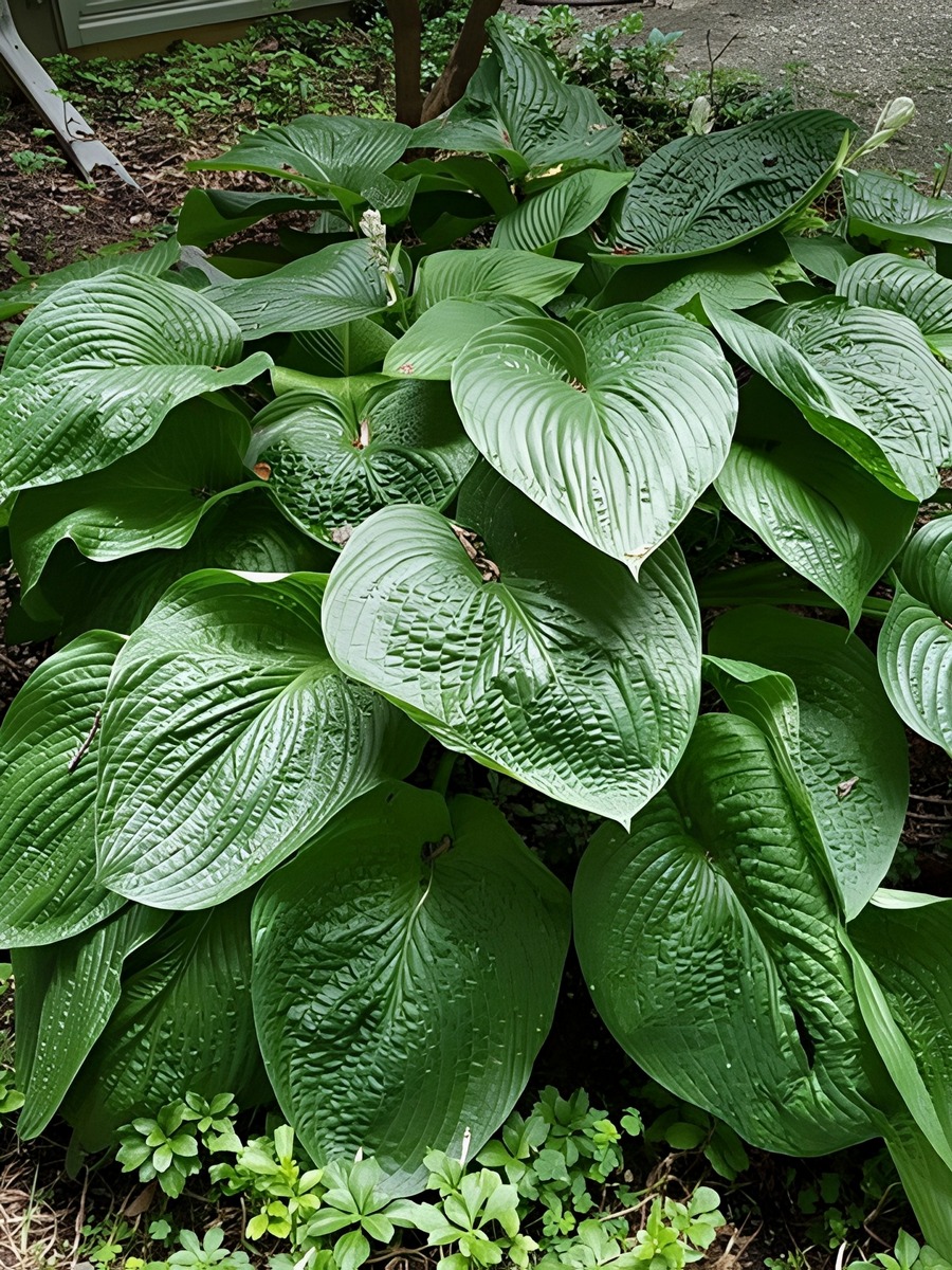 Хоста Юрассик Парк, 1 шт.