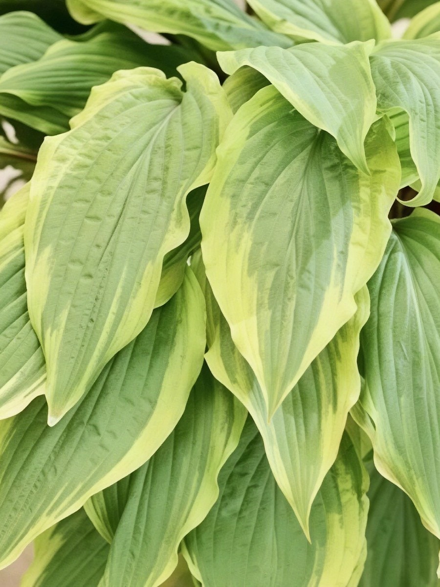 Хоста Липстик Блаш, 1 шт.