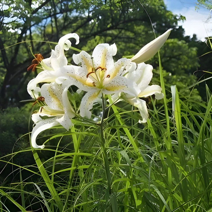 Лилия восточная Ауратум Голд Бенд, 12/14, 1 шт.