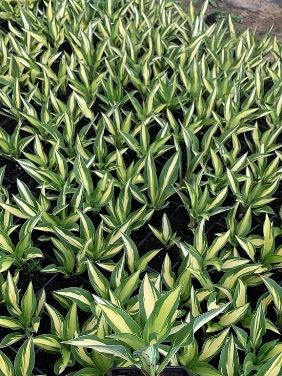 Хоста Тонг оф Флэйм, 1 шт.