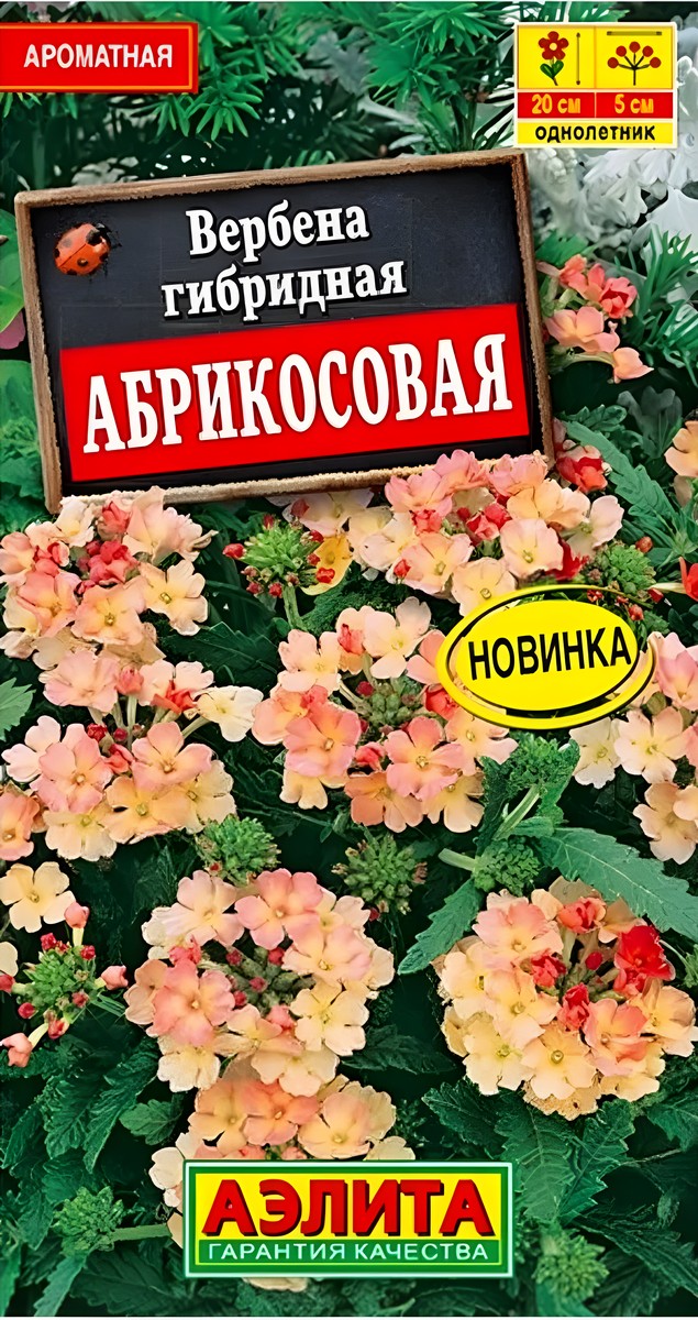 Вербена Абрикосовая, 10 шт.