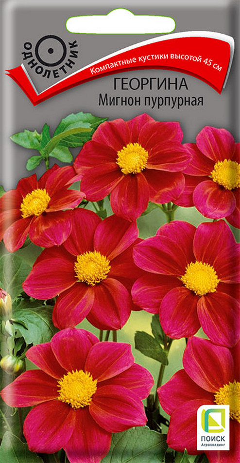 Георгина Мигнон пурпурная, 0,2 г