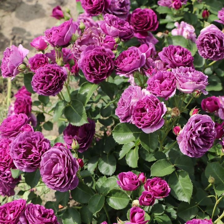 Роза флорибунда Минерва