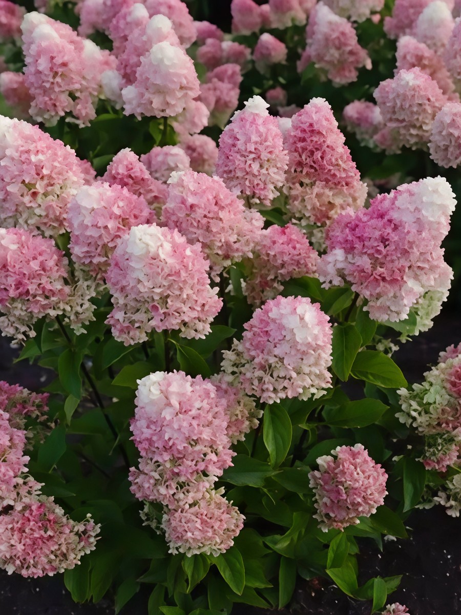 Гортензия метельчатая Литл Блоссом