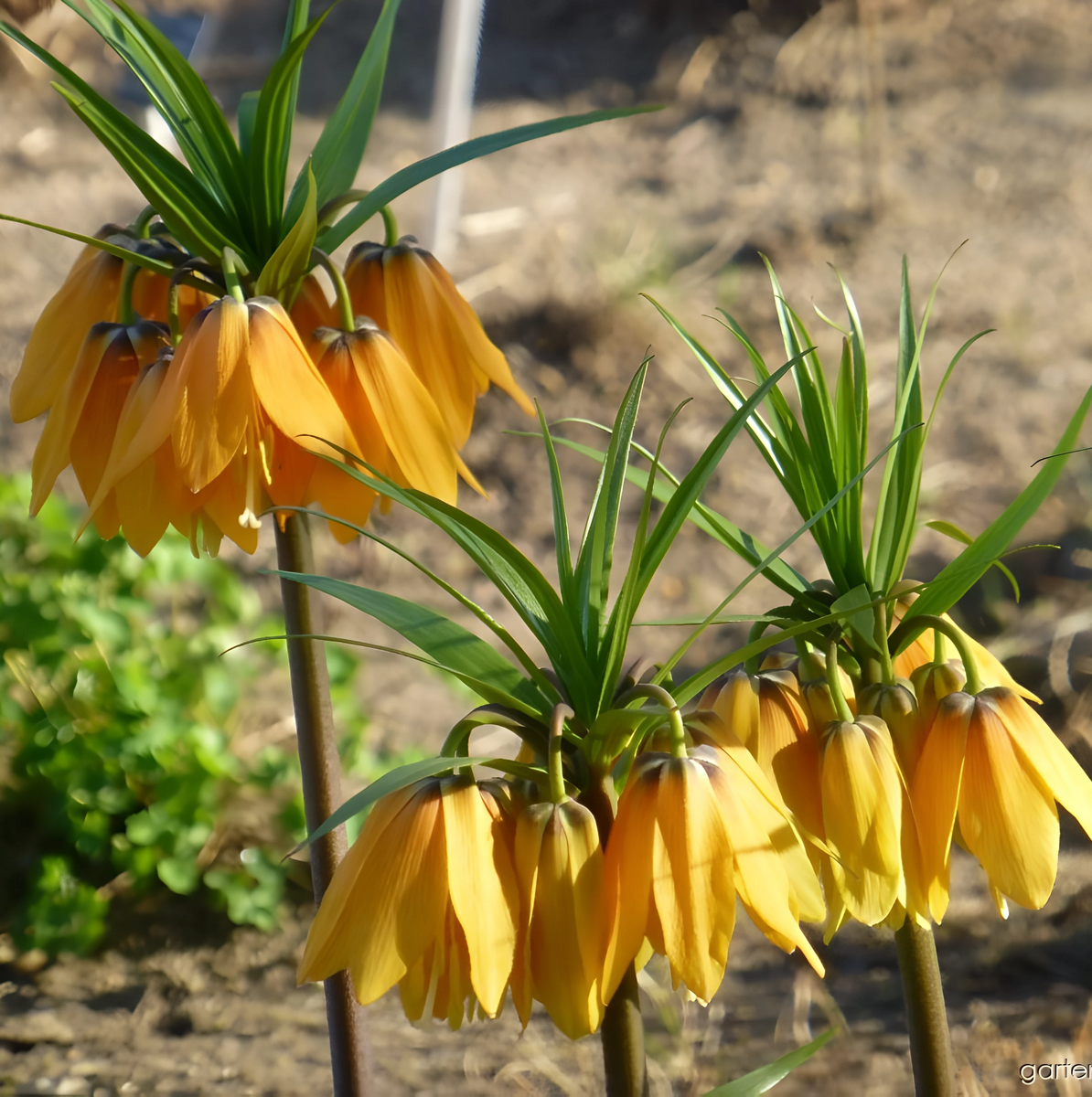Фритиллярия Раскаль Вивальди, 14/16, 1 шт.