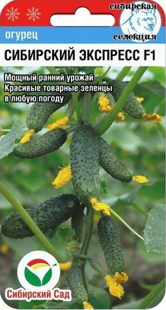 Огурец Сибирский экспресс F1, 7 шт. Сибирский сад