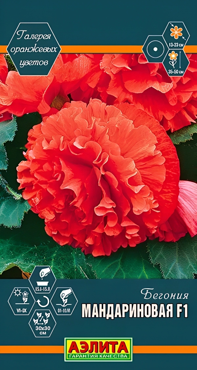 Бегония Мандариновая F1, 5 шт.