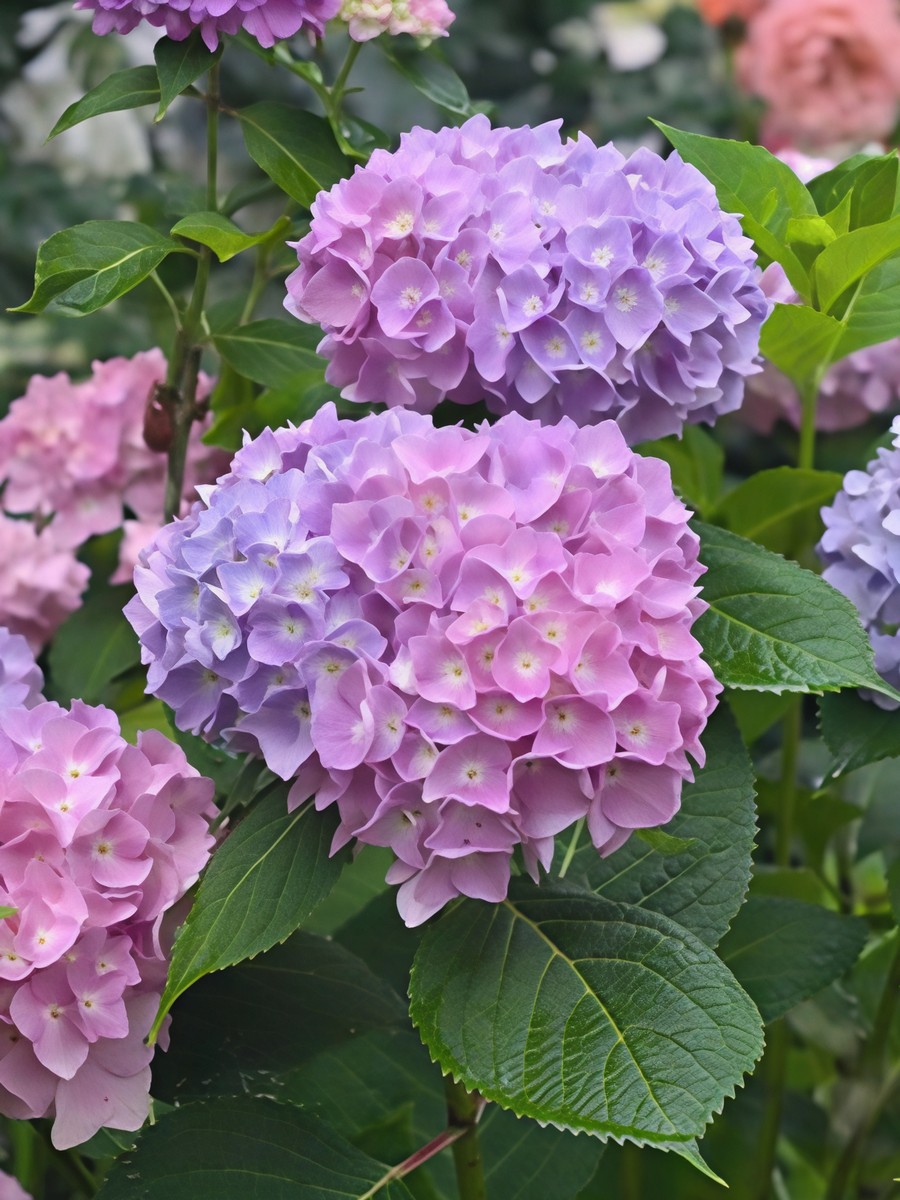 Гортензия крупнолистовая Ориджинал