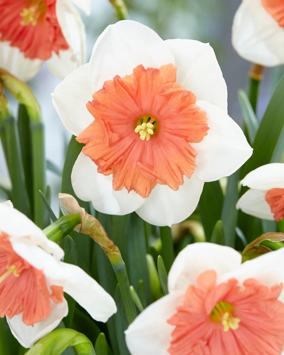 Нарцисс бахромчатый корончатый Риот, 12/14, 1 шт.