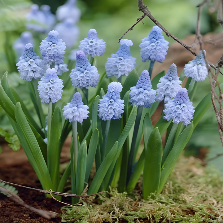 Мускари Азуреум, 8/9, 1 шт.