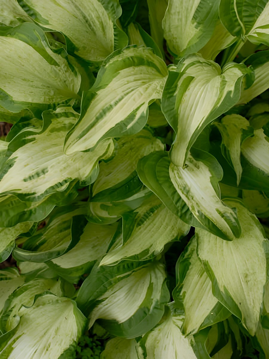 Хоста Аллеган Фог, 1 шт.