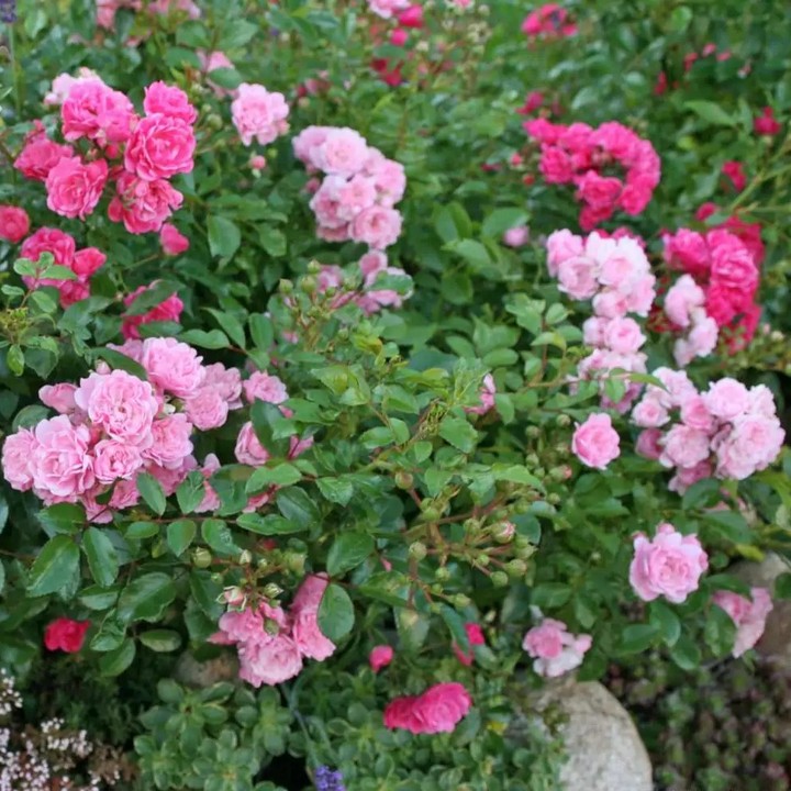 Роза почвопокровная Фэйри