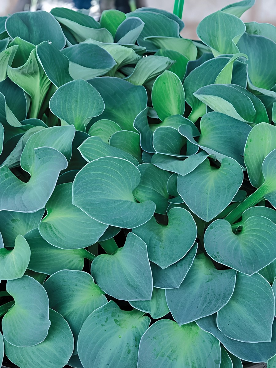 Хоста Блю Маус Иэрс, 1 шт.