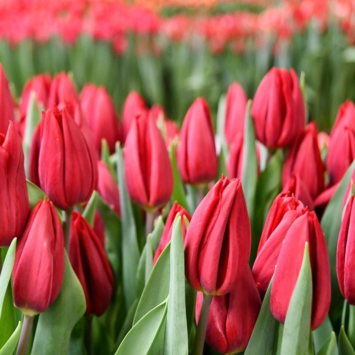 Тюльпан триумф Стронг Лов, 14/+, 1 шт.