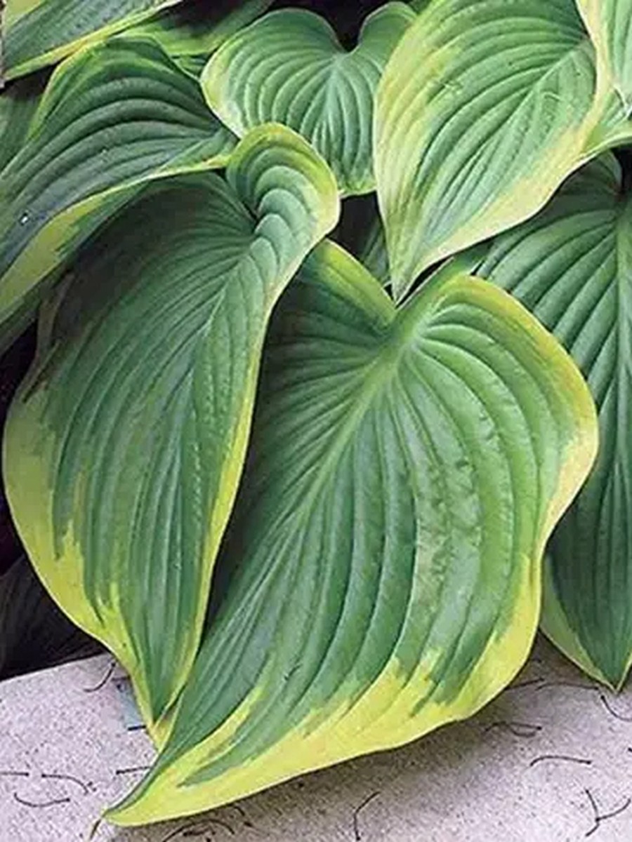 Хоста Финал Виктори, 1 шт.