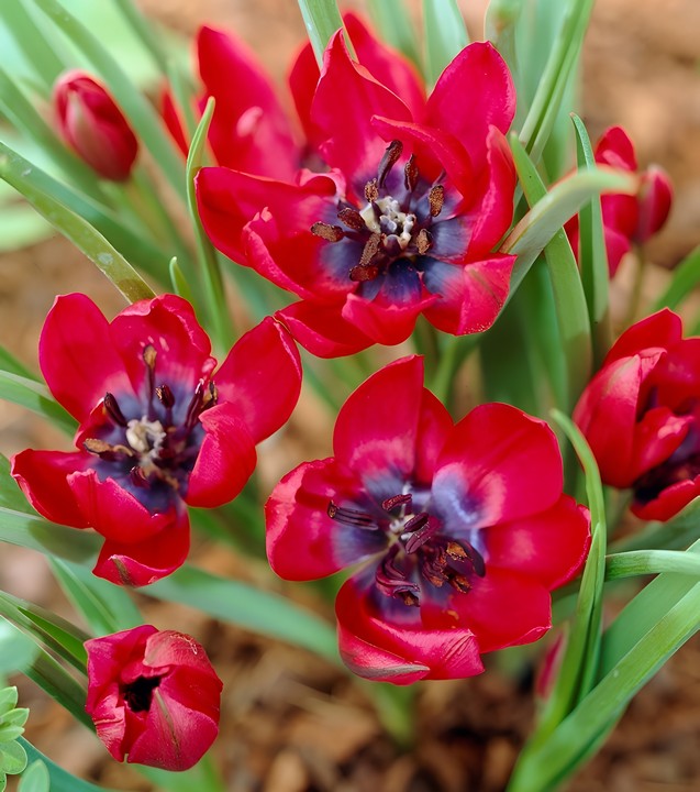 Тюльпан ботанический Лилипут, 6/+, 1 шт.