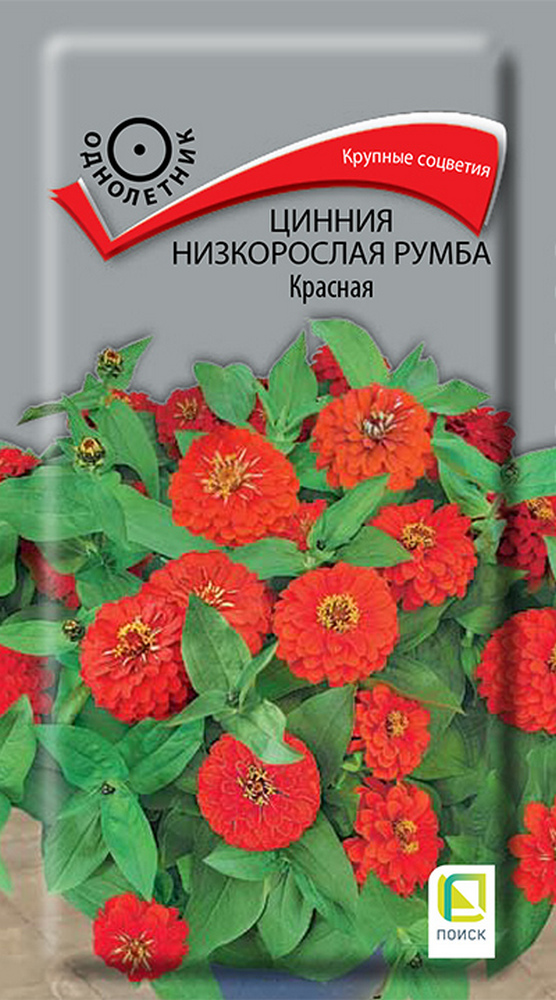 Цинния низкорослая Румба Красная, 0,1 г