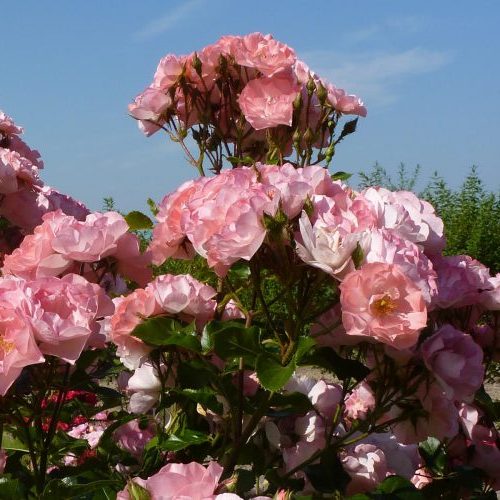 Роза флорибунда Джекис Фейворит/ЦКор