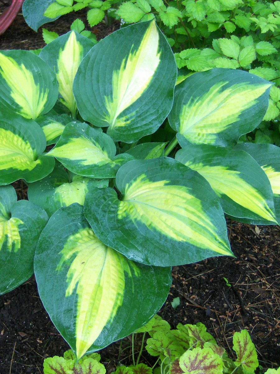 Хоста Смэш Хит, 1 шт.