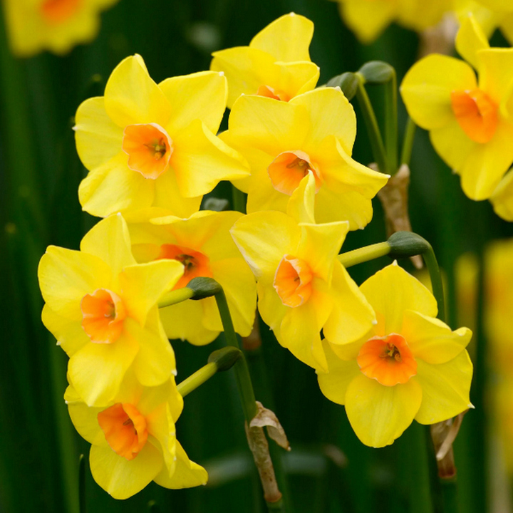 Нарцисс многоцветковый Мартинетт, 10/12, 1 шт.