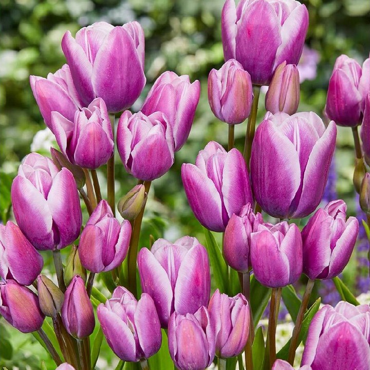 Тюльпан многоцветковый Пурпл Элеганс, 11/12, 1 шт.