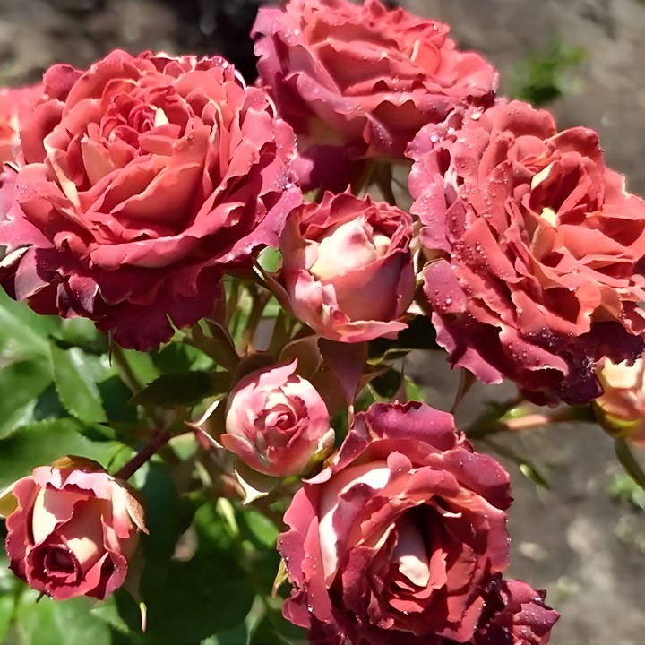 Роза спрей (миниатюрная) Тирамису/ЦКор