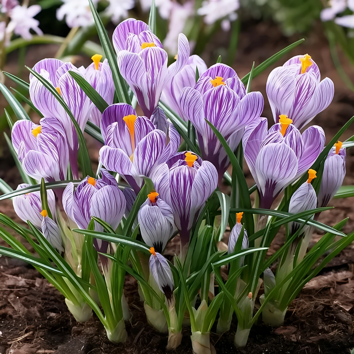 Крокус крупноцветковый Пиквик, 7/8, 1 шт.