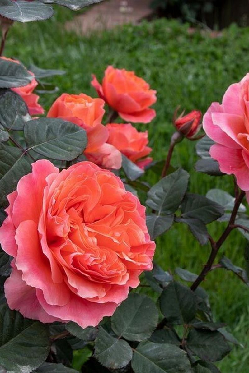 Роза чайно-гибридная Этруска/ЦКор