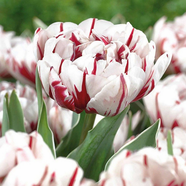 Тюльпан махровый поздний Карнавал Свит, 11/12, 1 шт.