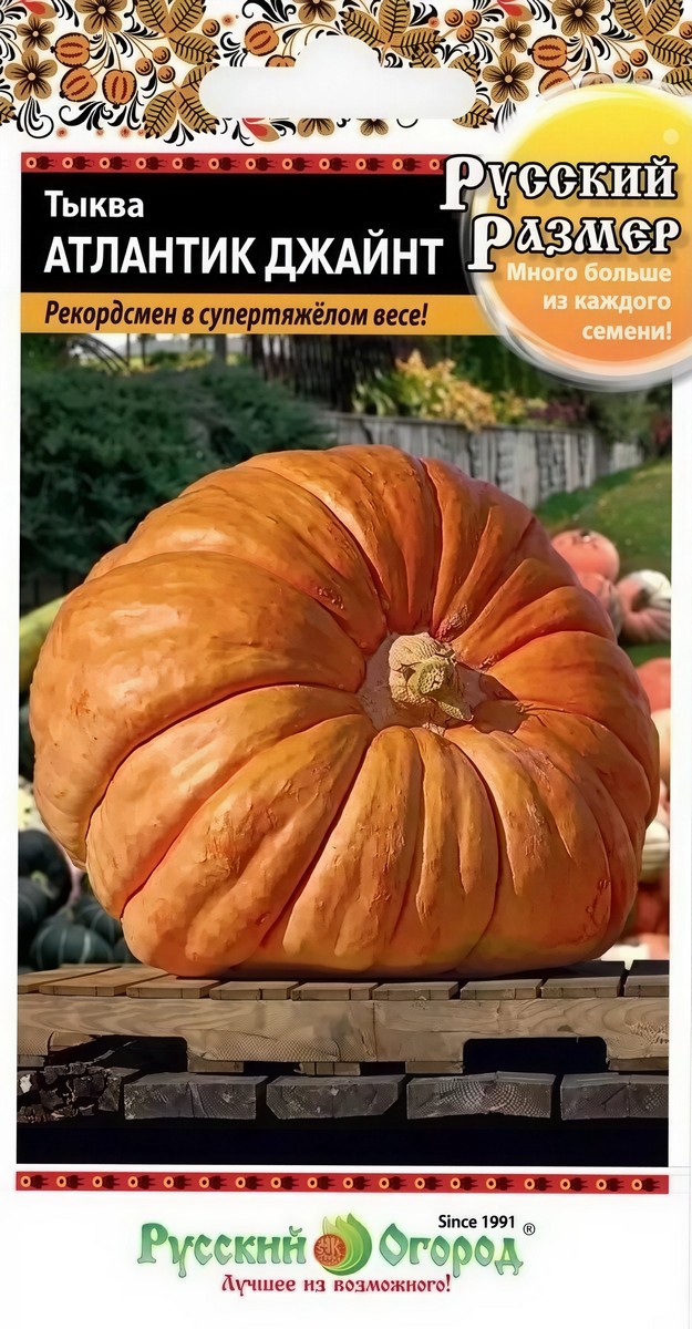 Тыква Атлантик джайн, 3 шт.