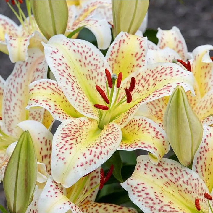 Лилия восточная Тайгермун, 12/14, 1 шт.