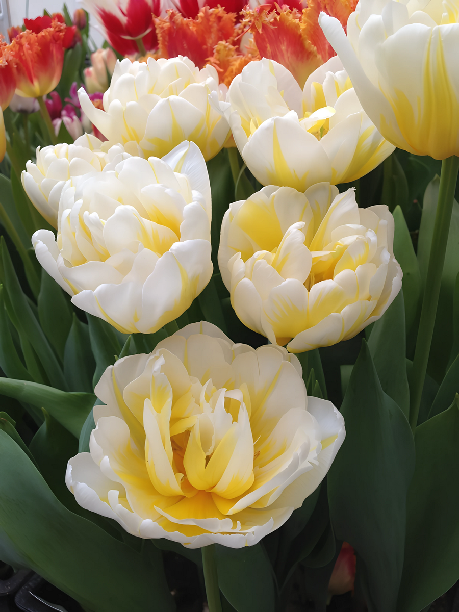 Тюльпан махровый многоцветковый Эвита, 11/12, 1 шт.