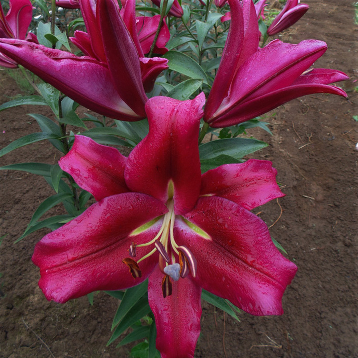 Лилия ОТ-гибрид Редфорд, 1 шт.