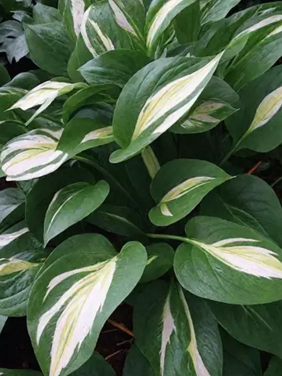 Хоста Снейк Айз, 1 шт.