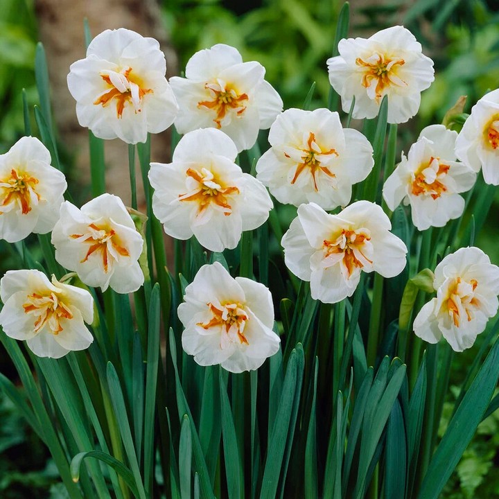 Нарцисс с расщеплённой коронкой Бродвей Стар, 12/14, 1 шт.