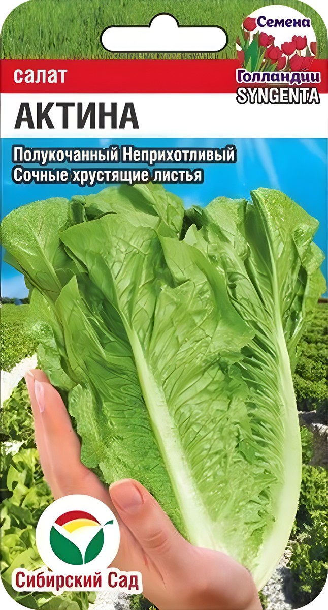 Салат Актина, 10 шт. Семена Голландии. Сибирский сад.